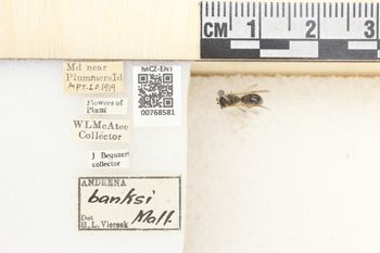 Media type: image;   Entomology 768581 Aspect: Labels